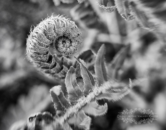 Spring Fern No.1