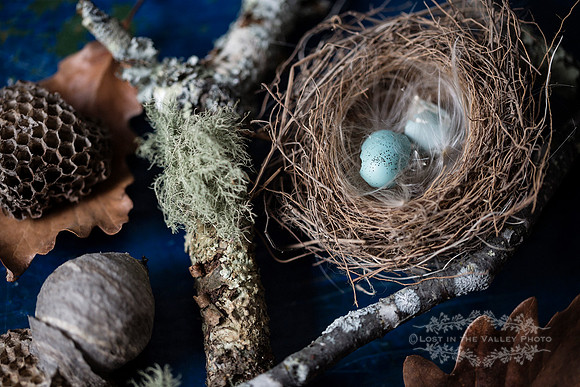 Woodland Photograph Still Life Print Fine Art Photography Nest Photo