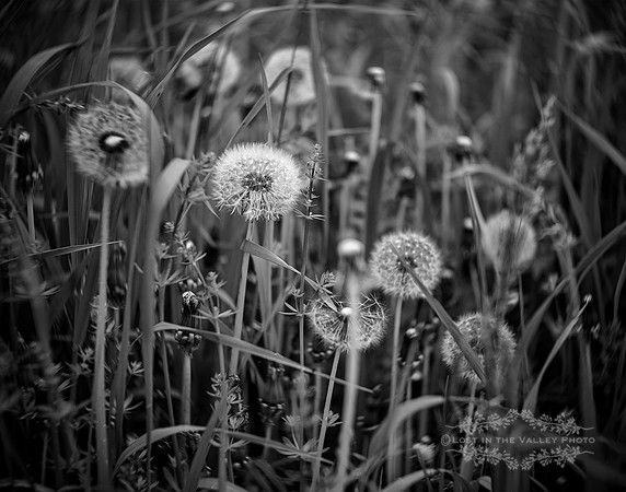 nature Lensbaby photography of dandelion seed head in black and white