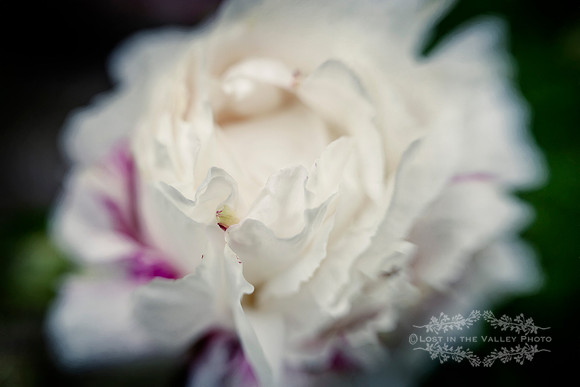 Painterly Peony