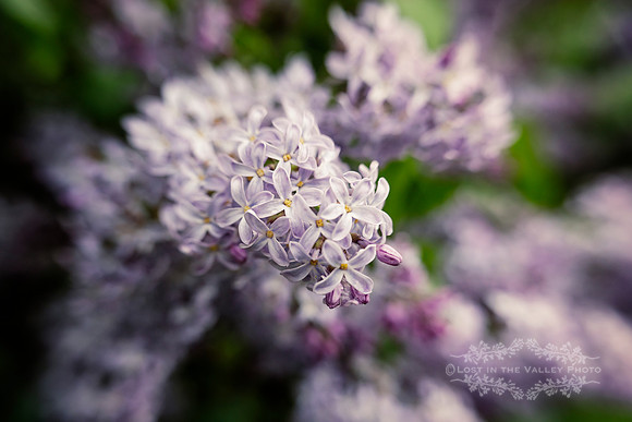 Painterly Lilac