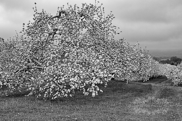 Country Orchard