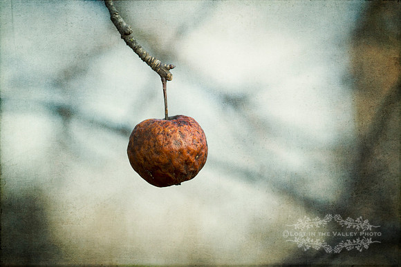 "nature photography", "minimalist photograph", "photo of an apple"
