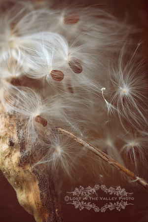 "fall photograph", "nature photography", "rustic wall decor", "milkweed photo", "autumn photo"