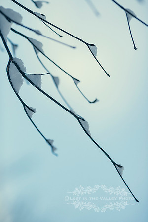 Snow on Branches