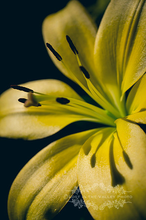 Yellow Flower Against a Black Background