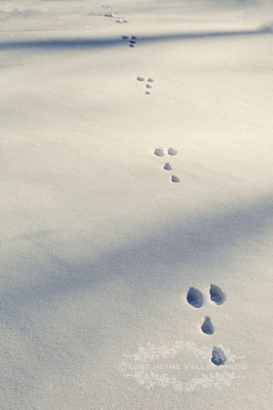 Rabbit Tracks in the Snow