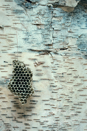 A Wasp Nest to a Tree Trunk