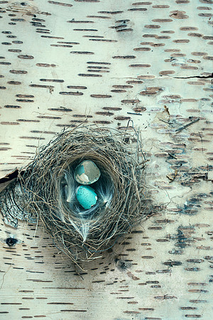 A Bird's Nest with Broken Eggshells