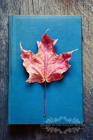 An Autumn Leaf on Top of a Book