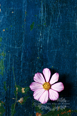 Pink Cosmos Flower on a Worn Wooden Surface