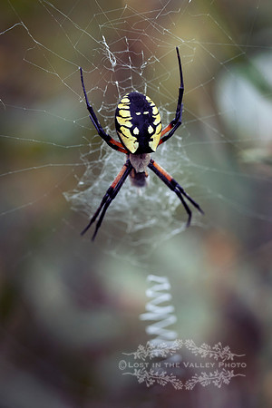 Yellow Garden Spider on a Web