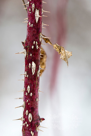 Thorns