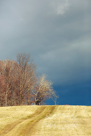 Autumn Trees on a Hill Under an Overcast Sky