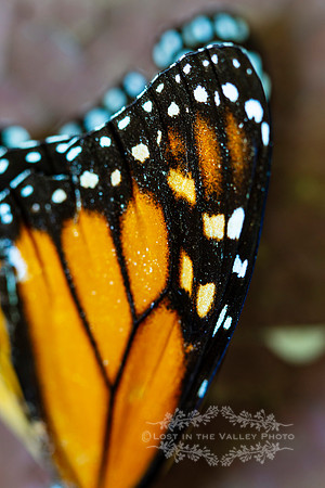 Dead Butterfly Wing