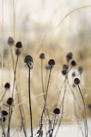 Dead Flowers