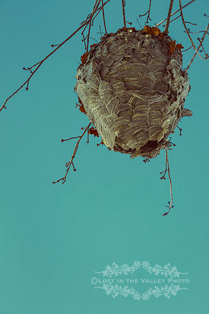 Hive Hanging From Branch