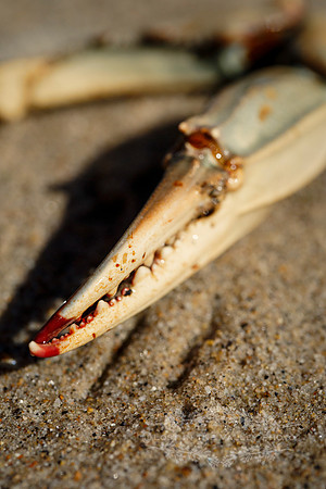 A Crab's Claw on a Beach