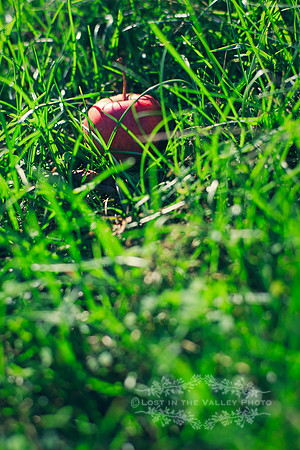 Apple in Grass