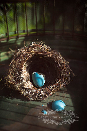 Broken Blue Egg in a Bird Nest