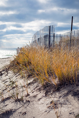 Tussock Grass and a Fence on a Sand Dune at a Beach