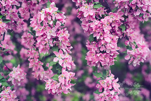 Dreamy Blossoms