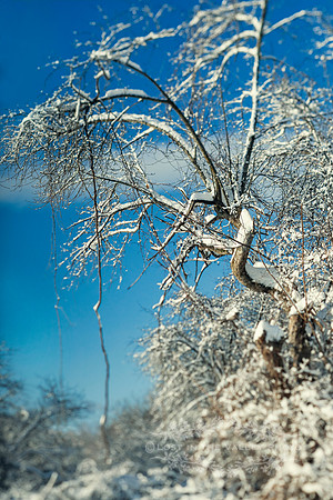Winter Dreams