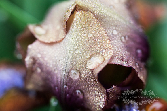 Misted Iris
