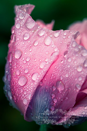 Misted Poppy