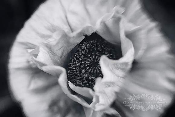 black and white flower photography of poppy flowers