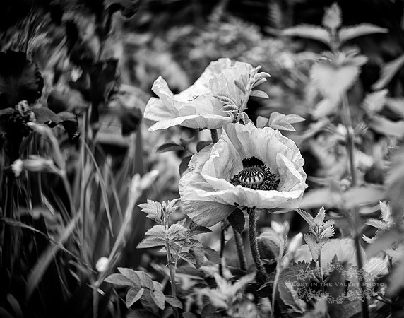 black and white nature photography of poppies in a garden
