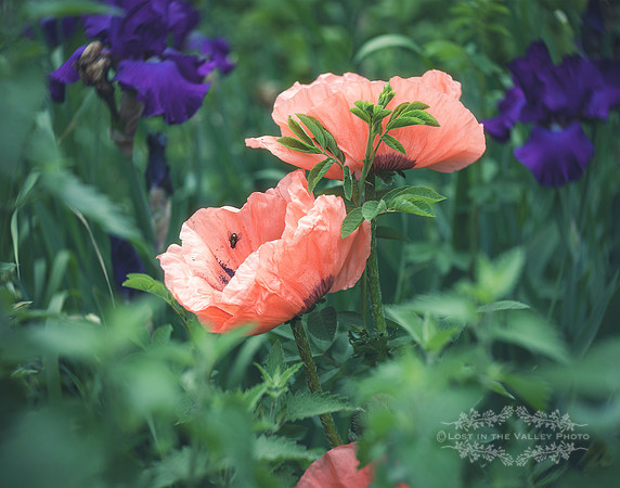 peach poppy flower nature photography