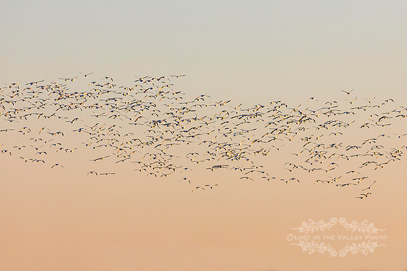 "bird photography", "snow geese photo", "Nature photograph"