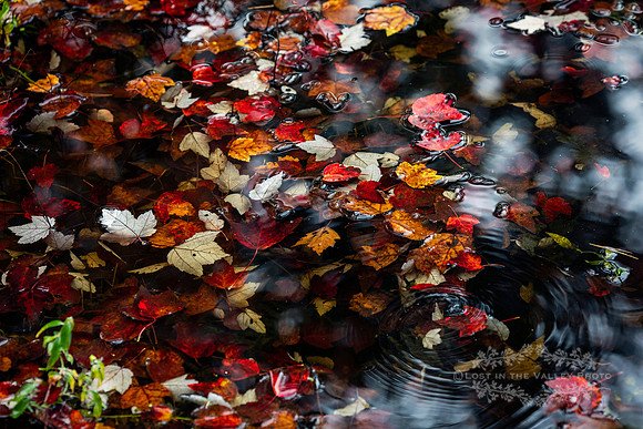 "fall photograph", "nature photography", "rustic wall decor", "Adirondacks NY", "Fall leaves print"