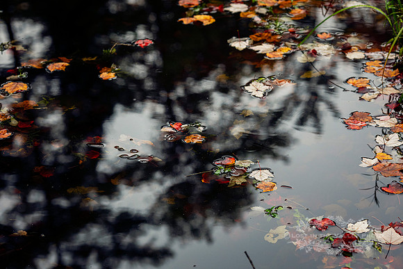 "autumn print", "fall photograph", "nature photography", "Adirondacks NY"