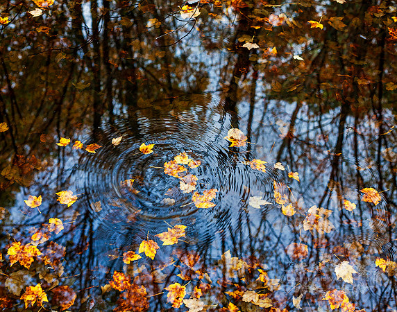 "rustic photography", "nature photograph", "fall photo", "autumn print"