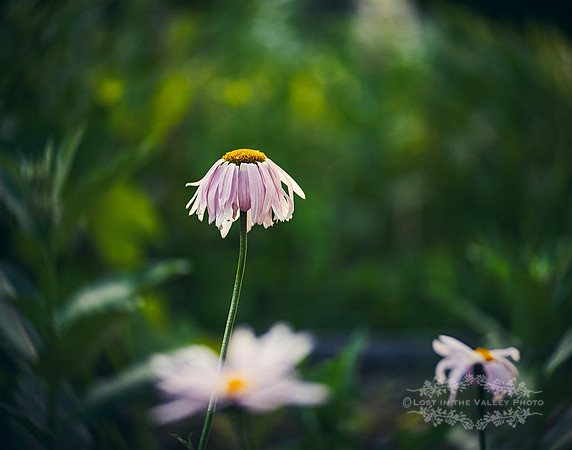 Lensbaby nature photograph of a pink painted daisy flower