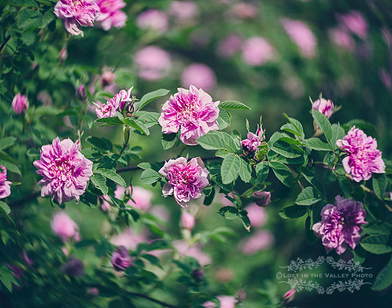 Lensbaby nature photography of pink roses