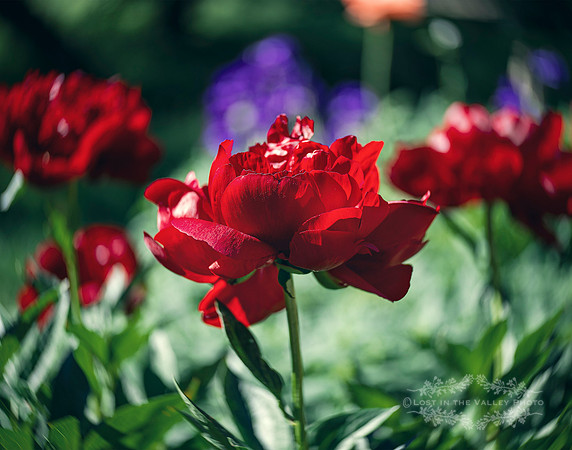 nature Lensbaby photography of red peony flowers