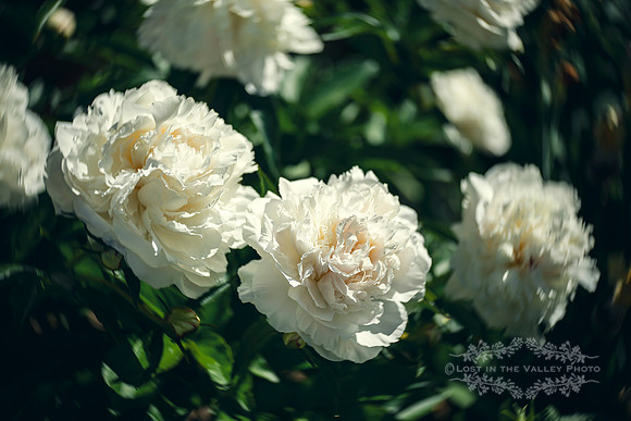 Lensbaby fine art photography of white peony flowers