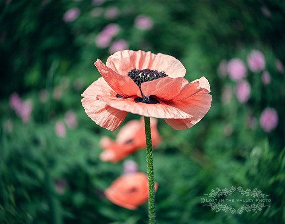 peach poppy flower summer nature photography
