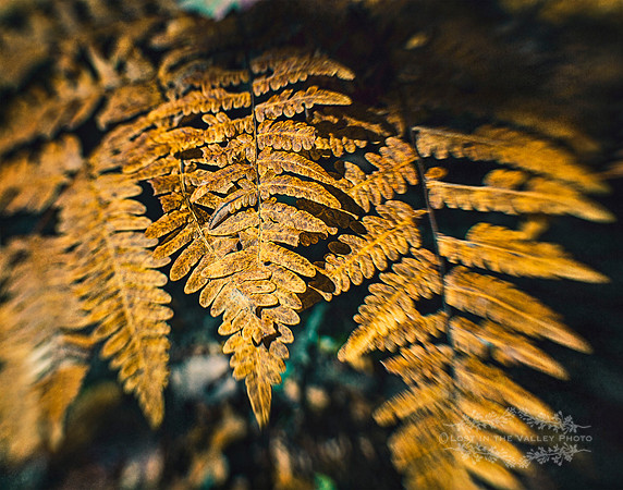 "Lensbaby Photography", "fern photograph", "nature print", "Woodland photo"