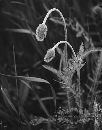 Lensbaby nature photography of poppies in black and white