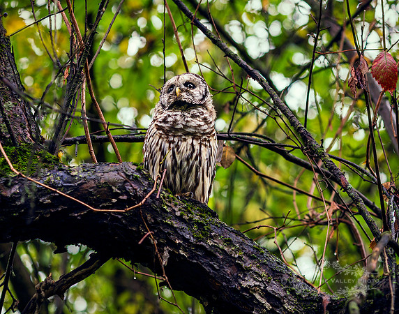 "bird photography", "barred owl photograph", "nature photo", "rustic print"