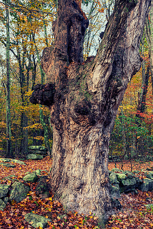 "fall photograph", "autumn photo", "old tree print", "New England photography"
