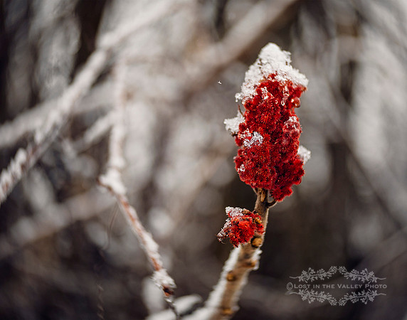 Lensbaby nature photography of a staghorn sumac in the Adirondacks