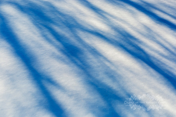 "winter photography", "abstract nature photo", "monochromatic photograph"