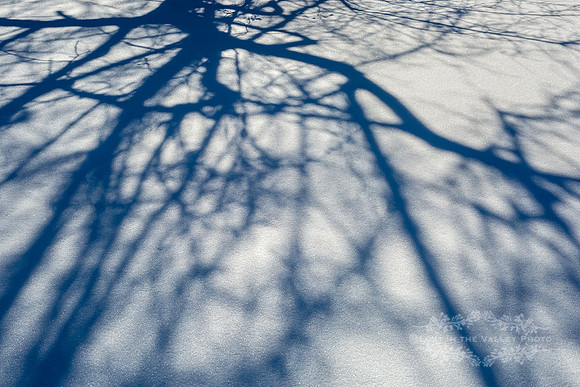 Nature photography, winter photograph, rustic wall decor, photo of shadows and light, blue and white