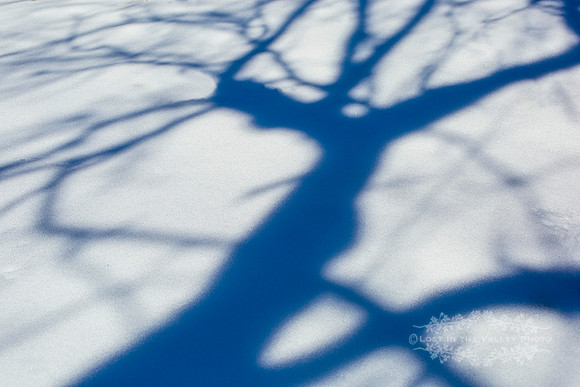 "nature photography", "winter photograph", "shadows and light photo"