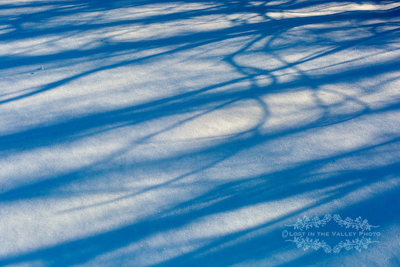 "abstract nature photo", "winter photography", "rustic photograph"